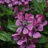Cuphea ilavea 'Purple Pink Vienco'